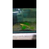[ORIGINAL] ikan Channa limbata golden rare item (real pict)