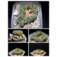 #韧锦🌵 (Anacampseros alstonii Schonland) The pot size is 9cm# 🥰Ready Stock 🥰