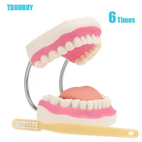 Giant Teeth Dental Demonstration Model with Toothbrush,Enlarged 6 Times Standard Size Mouth Model, D