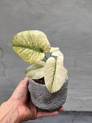 白怪獸龜背竹 - 觀葉植物盆栽