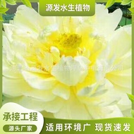 Lotus Lotus Planting Price Lotus Base Lotus Seedling Lotus Planting Aquatic Plant Water Purification
