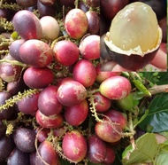 Berjaya Plant Nursery - Pokok Matoa/Longan Brazil(Pokok Buah Hidup/Buah-buahan/Real Live Fruit Tree)