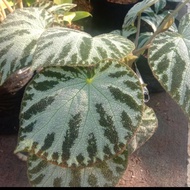 BEGONIA MACAN - begonia tiger - begonia