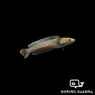 BRBN Andrew Rao's Snakehead - Channa Andrao - Channa - Snakehead - Ikan Channa - Aquarium Freshwater