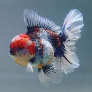 Calico oranda Goldfish / Grade AA (5cm 2inch) / shogun oranda / Calico lion head goldfish / live fis