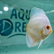 IKAN DISCUS WHITE DIAMOND ANAKAN - BABY DISCUS