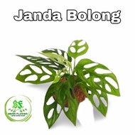 Janda Bolong/Tanaman Hias/Tanaman Janda Bolong Hias Di Pot Murah