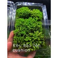 Moss consults | Moss without care | Decorative moss | Moss painting | Moss decor