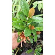 ANOR - Ixora javanoca orange flower sapling / Anak pokok Pecah periuk / Tudung Periuk / Siantan/ jej