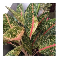 Anglaonema Doña Carmen