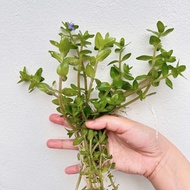 Bacopa ลานไพลิน ตกแต่งอ่างปลา สวนถาดชื้น ตู้ไม้น้ำ