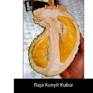 ANAK POKOK DURIAN RAJA KUNYIT KUBUR