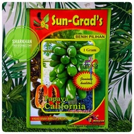 Paket 1g (50biji) SUN GRAD'S Papaya California Biji Benih Betik Sekaki California Unggul Premium Seeds Indonesia.