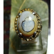 Abalone Shell