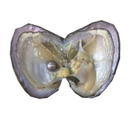 Real live Oysters with Edison Pearl Inside,Edison Pearl Oyster,Large  活珍珠