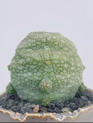 凝蹄玉 (Pseudolithos cubiformis) ｜———｜塊根植物｜象牙宮｜龜甲龍｜曲刺妖炎｜橄欖｜象足漆樹｜多肉植物｜龍舌蘭｜嚴龍｜