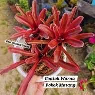 Neoregelia Donger / Neo Donger id tahan panas / Bromeliad Viral by Gha Garden House