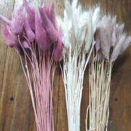 dried lagurus bunga
