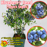 100% Original Dwarf Blueberry Plant Seeds for Sale (Fresh 30pcs Seeds) 蓝莓种子 Delicious Edible Bonsai 