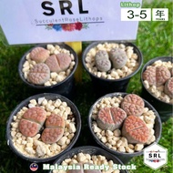 Live Plant Twin Head 3pcs Combo Lithops 3-5 years 生石花 / 屁屁花 / Lipthops / Living Stone (3-5years)