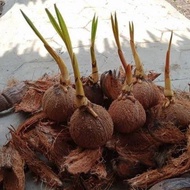 bibit bonsai kelapa gading