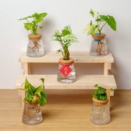 三角水耕盆栽 室內植物 觀葉植物 禮物 水培 辦公室小物 水耕盆栽