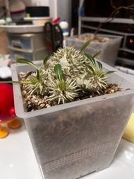 惠比須笑  12cm 連盆 價錢可議