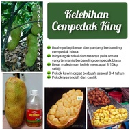 Cempedak King dan Kelebihannya