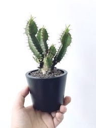 火山大戟｜Euphorbia viguieri ｜———｜塊根植物｜象牙宮｜龜甲龍｜曲刺妖炎｜橄欖｜象足漆樹｜多肉植物｜龍舌蘭｜嚴龍｜