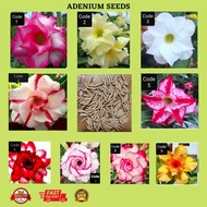 [Bunga Hidup]Hot item🔥 Adenium Obesum Biji Bunga Langka Thailand, Bunga Gurun Tanaman Benih Tahan Panas