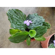 cekur batik cekur batik