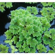 Azolla Seeds 1 Liter Ready for Catfish, Duck, and Chicken Feed