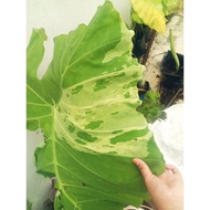 LEUCOCASIA / COLOCASIA GIGANTEA VARIEGATED 100% VARIEGATED