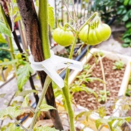 Hanging Seed Clip Greenhouse Cucumber Tomato Hanging Seed Clip Tomato Seed Agricultural Hanging Vine