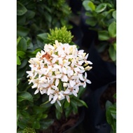 SNT / pokok ixora putih chinensis/ pokok landscape / pokok hidup