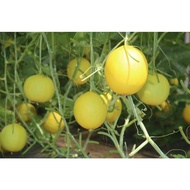 Melon Manis Terengganu 5kg/kotak