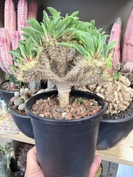實生鬼棲閣20多頭