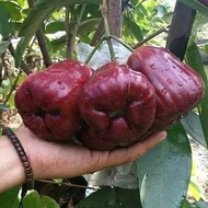 Bibit Jambu Air King Rose UnggulBibit Jambu Air King Rose Super Mantap