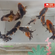 ikan mas koki oranda Panda tricolour,Ranchu,Ryukin,RW/PW dll