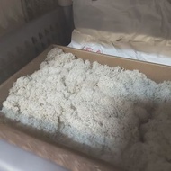 白色馴鹿苔草 永生苔蘚 花藝 園藝材料