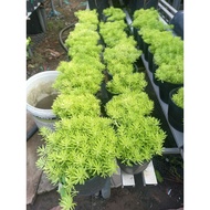 Australian Ten O'clock Tree