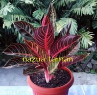 aglonema red Sumatra asli dari 3 sampai 4 harga terendah