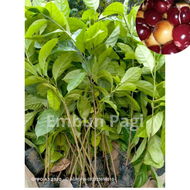 bibit buah kepundung / menteng tanaman kecacil  bibit kepundung bibit menteng bibit kecacil super un