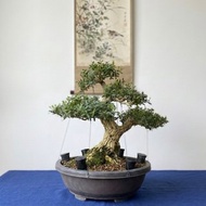 小品盆栽・雀舌黃楊