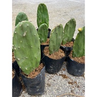 Cactus Opuntia @ Cactus Mickey dalam polybag