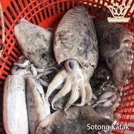 Sotong Katak (Siap Siang)