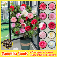 เม็ดพันธุ์ ดอกเคมีเลีย บรรจุ 10 เมล็ด Bonsai Camellia Flower Seeds บอนสี เมล็ดดอกไม้ บอนไซ บอนสีหายาก ต้นไม้มงคล เมล็ดบอนสี ดอกไม้ปลูกสวยๆ ต้นบอนสี ไม้ประดับ ดอกไม้จริง ต้นไม้ฟอกอากาศ พันธุ์ดอกไม้ แต่งบ้านและสวน ปลูกง่าย คุณภาพดี ราคาถูก ของแท้ 100%