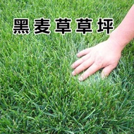 Song Chuan Perennial Winter Blue Label Ryegrass Seeds Four Seasons Green Lawn Greening Cold-Resistant Non-Pruning Grass