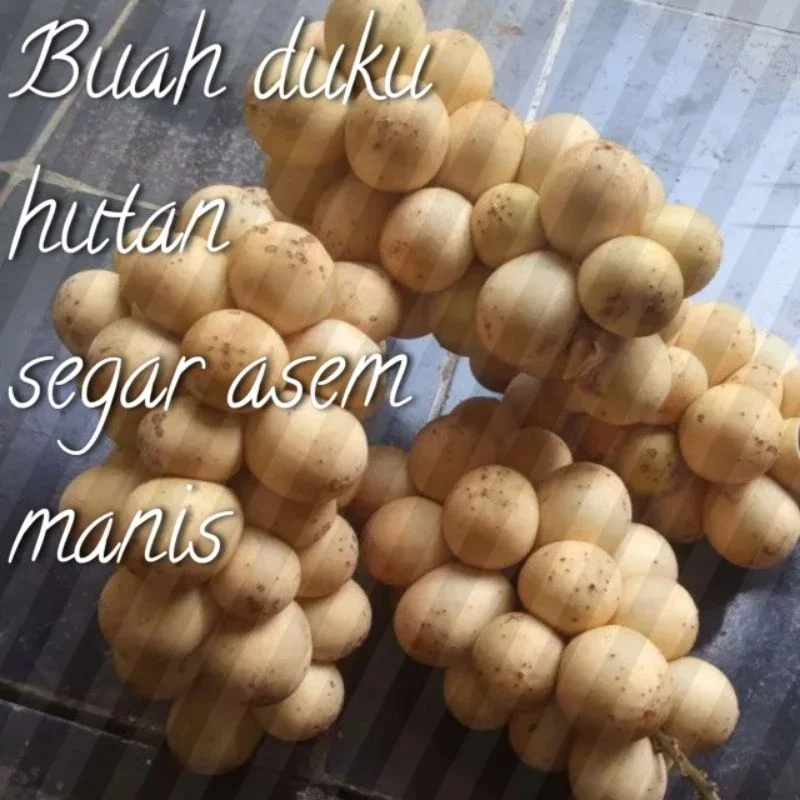 DUKU MANIS,KOKOSAN,PISITAN LANGSAT 1 KG