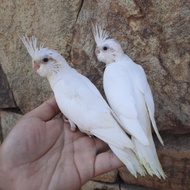 falk albino lolohan